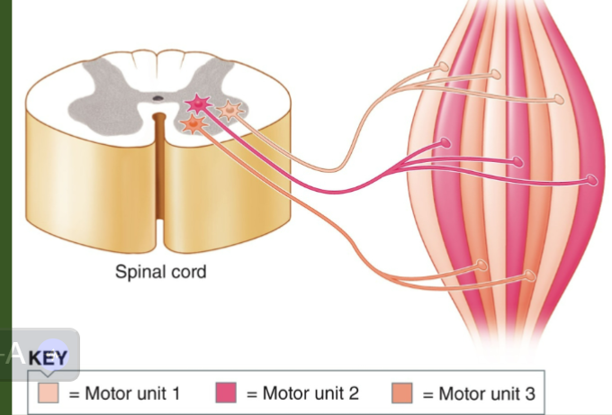 <p>a motor neuron and ALL the muscle fibers that it controls</p><p>-they are spread out thru a muscle, not all in one area (shown in pic)</p><p>-depending on force, you can activate 1 fiber to all fibers</p><p>-more fibers = larger muscle = more muscle tension/power, but less precise control</p><p>-less fibers = more fine control, but less force</p>