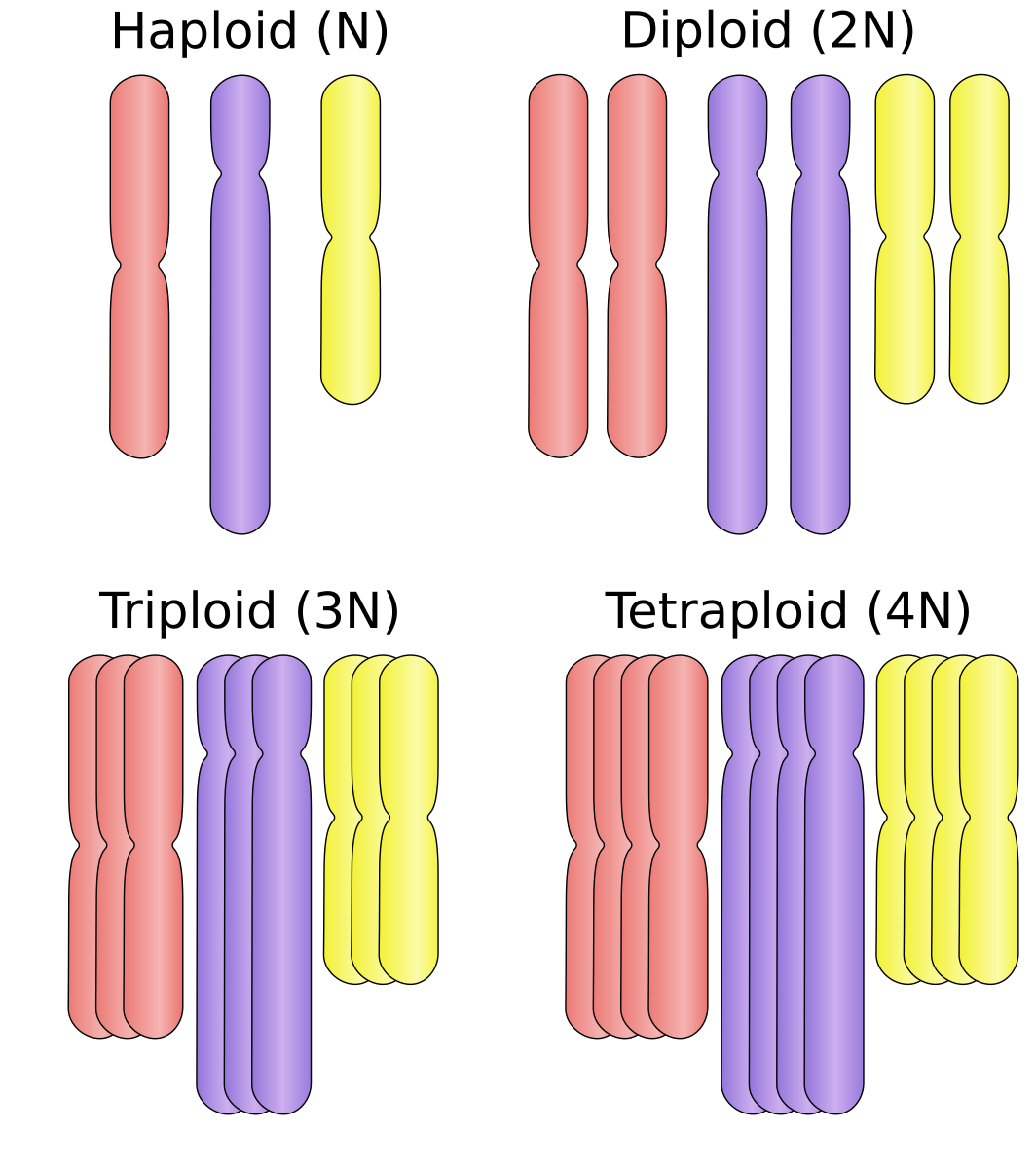 <p>The heritable condition of possessing more than two complete sets of chromoso<strong>me (</strong><span><span>more than two paired sets of (</span></span>homologous<span><span>) </span></span>chromosomes)&nbsp;</p><ul><li><p><span><span>Common in plants, as well as among certain groups of fish and amphibians.</span></span></p></li><li><p>How does it occur: One mechanism is complete nondisjunction of chromosomes, which increases the number of chromosome sets in a given species (autopolyploidy).</p></li></ul><p></p>