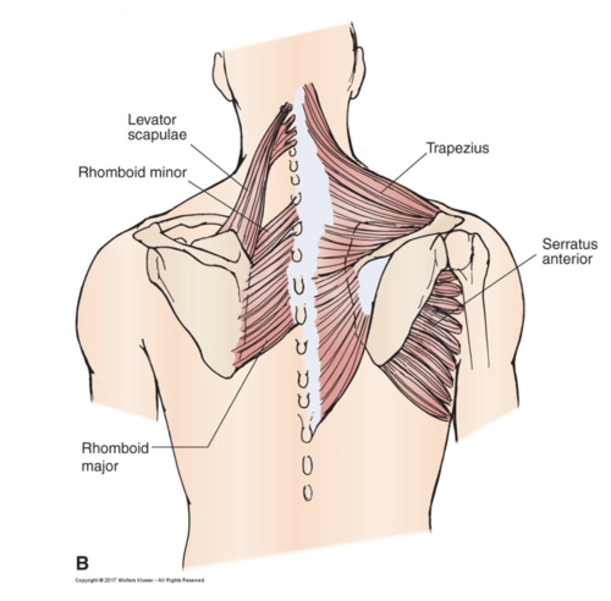 <p>Posterior axioclavicular and anterior axioscapular muscles</p>
