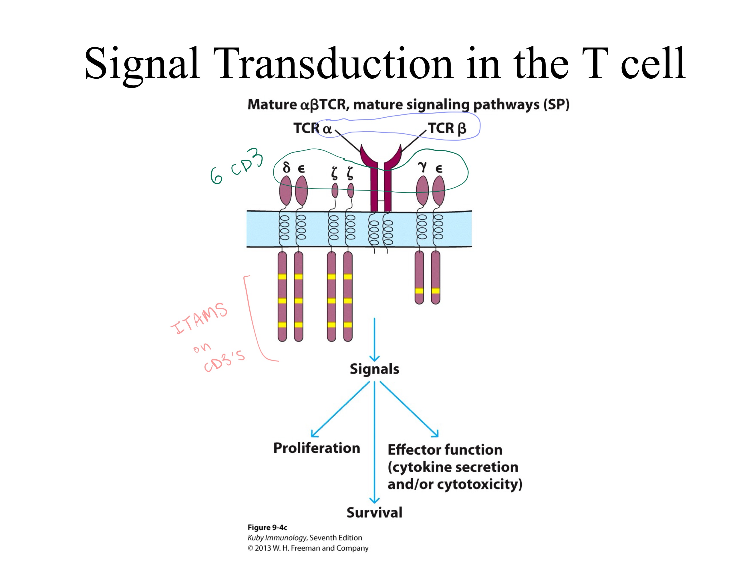 <p>The _ signaling complex is composed of three dimers: <br></p><ul><li><p>one heterodimer, <span>CD3ϵγ</span></p></li><li><p>one heterodimer, <span>𝐶𝐷3𝜖𝛿</span></p></li><li><p>and one zeta-zeta homodimer (<span>𝐶𝐷3𝜁𝜁</span>)<br><br>which associate with the T-cell receptor (TCR).<span>&nbsp;</span></p></li></ul><p></p>
