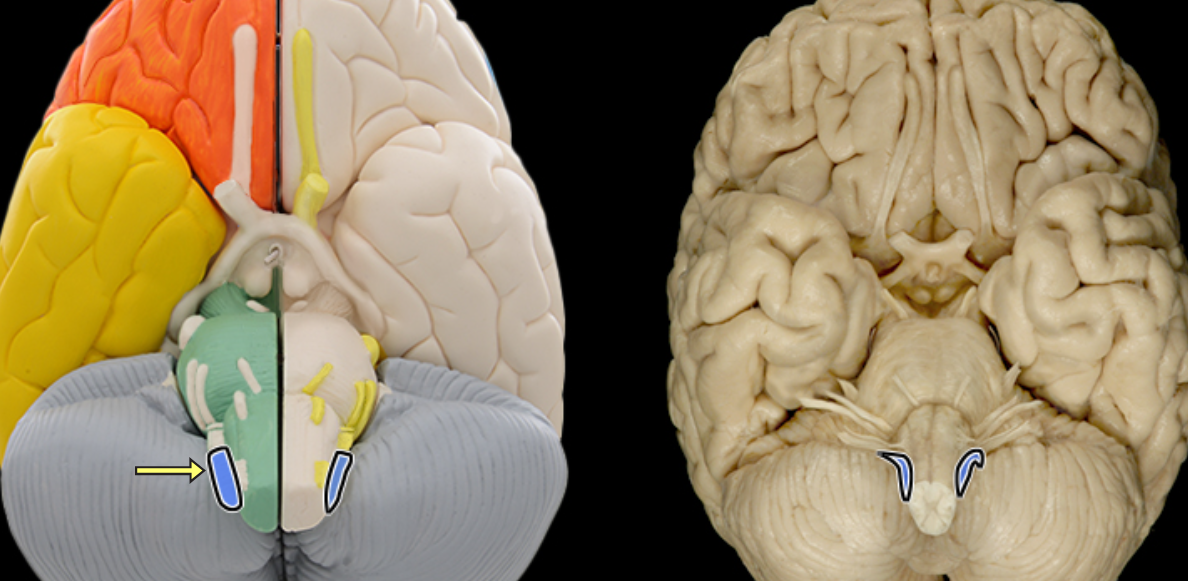 <p>Accessory n. CN XI</p>