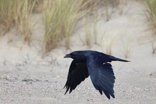<p><em>Common </em>Raven</p>