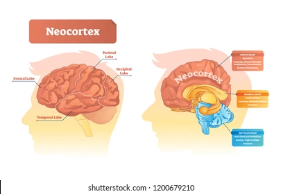 Cortex/Neocortex