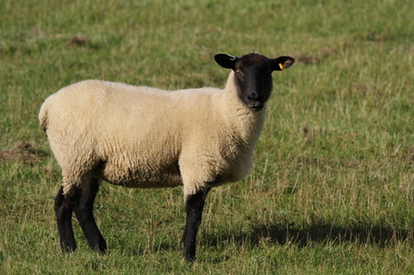 <p>meat type or medium wool sheep breed:</p><p>largest of meat type breeds; black head, ears and legs with no wool on head and legs; impact transitional lamb market scheme</p>