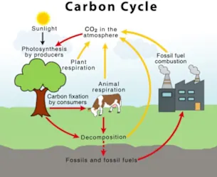 <p><span>What two processes fuel the carbon cycle?</span></p>