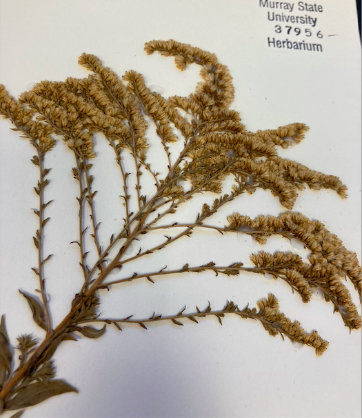 <p>Family + Genus?</p>