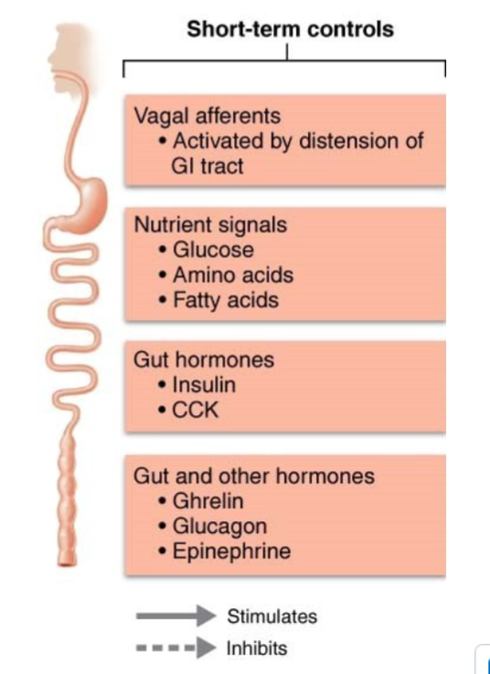 <ul><li><p>Increased nutrient levels in blood depress eating</p><ul><li><p>Rising blood glucose levels</p></li><li><p>Elevated blood amino acid levels</p></li><li><p>Blood levels of fatty acids</p></li></ul></li></ul><p></p>