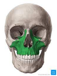 <p>name this bone or bone marking?</p>