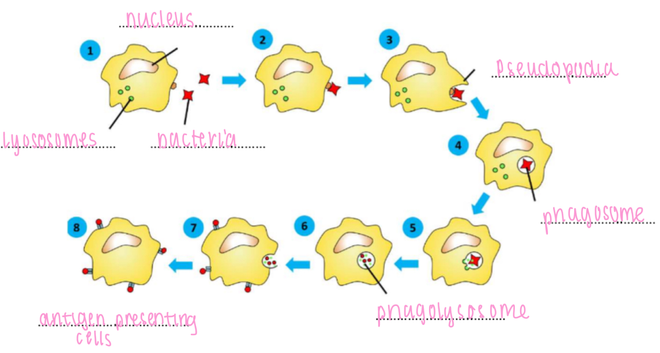 <p>1. movement towards bacteria by chemotaxis</p><p>2. bind to bacterium</p><p>3. engulf bacterium</p><p>4. phagosome formation</p><p>5. phagosome and lysosomes fuse</p><p>6. digestion of bacterium by lysosome enzymes / destruction with superoxide</p><p>7. egestion of bacterial debris</p><p>8. antigen presentation (monocytes and macrophages only)</p>