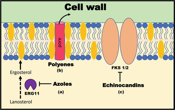 <ul><li><p>systemically active agent</p></li><li><p>Amphotericin B and Nystatin</p></li><li><p>Work by binding to ergosterol, the principal membrane sterol of fungi. Binding produces ion channels, which destroy the osmotic integrity of the fungal cell membrane and lead to leakage —&gt; eventually death</p></li><li><p>also bind to cholesterol, main membrane sterol of mammal cells (makes polyenes toxic)</p><ul><li><p>nephrotoxicity (kidney damage)</p></li></ul></li><li><p>Broad spectrum of activity</p><ul><li><p>dimorphic fungi</p></li><li><p>opportunistic fungi</p></li><li><p>Candida spp.</p></li><li><p>Cryptococcus neoformans</p></li></ul></li><li><p>Fungicidal</p></li></ul><p></p>