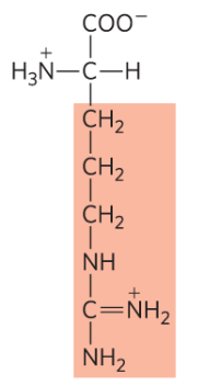 <p>Arg, R, positive </p>