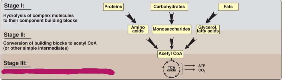 <p>Fill in the stages of metabolism.</p>