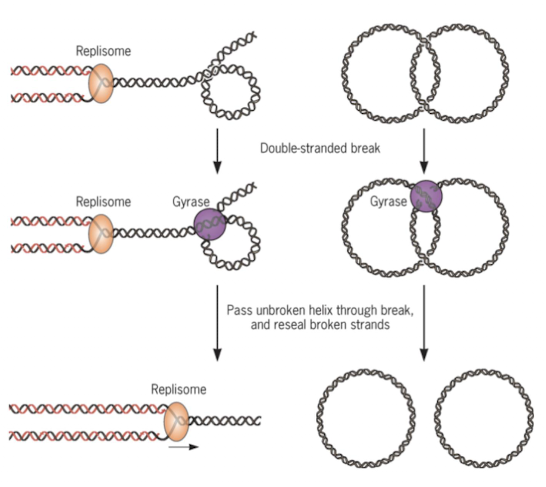 <p>Relieves supercoiling tension during DNA replication. It’s a target for antibiotic since humans don’t have DNA gyrase</p>