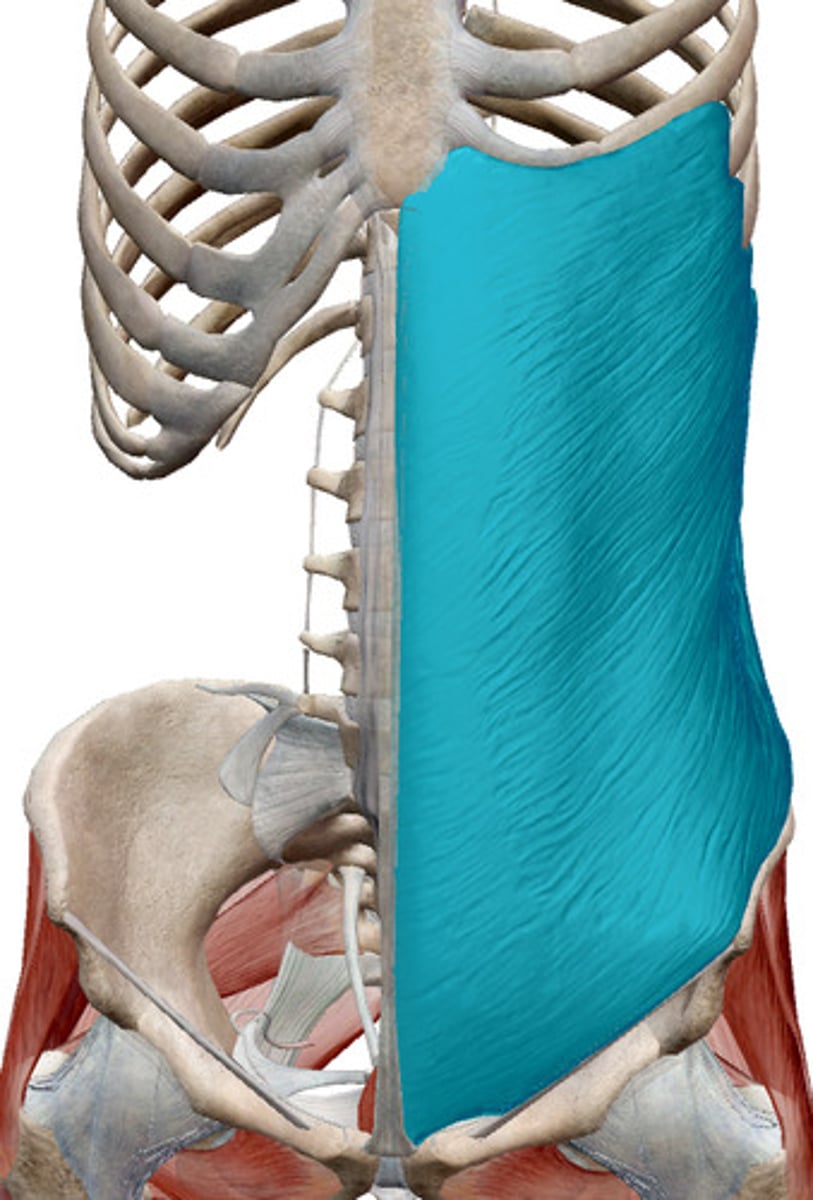 <p>What muscles is this?</p>