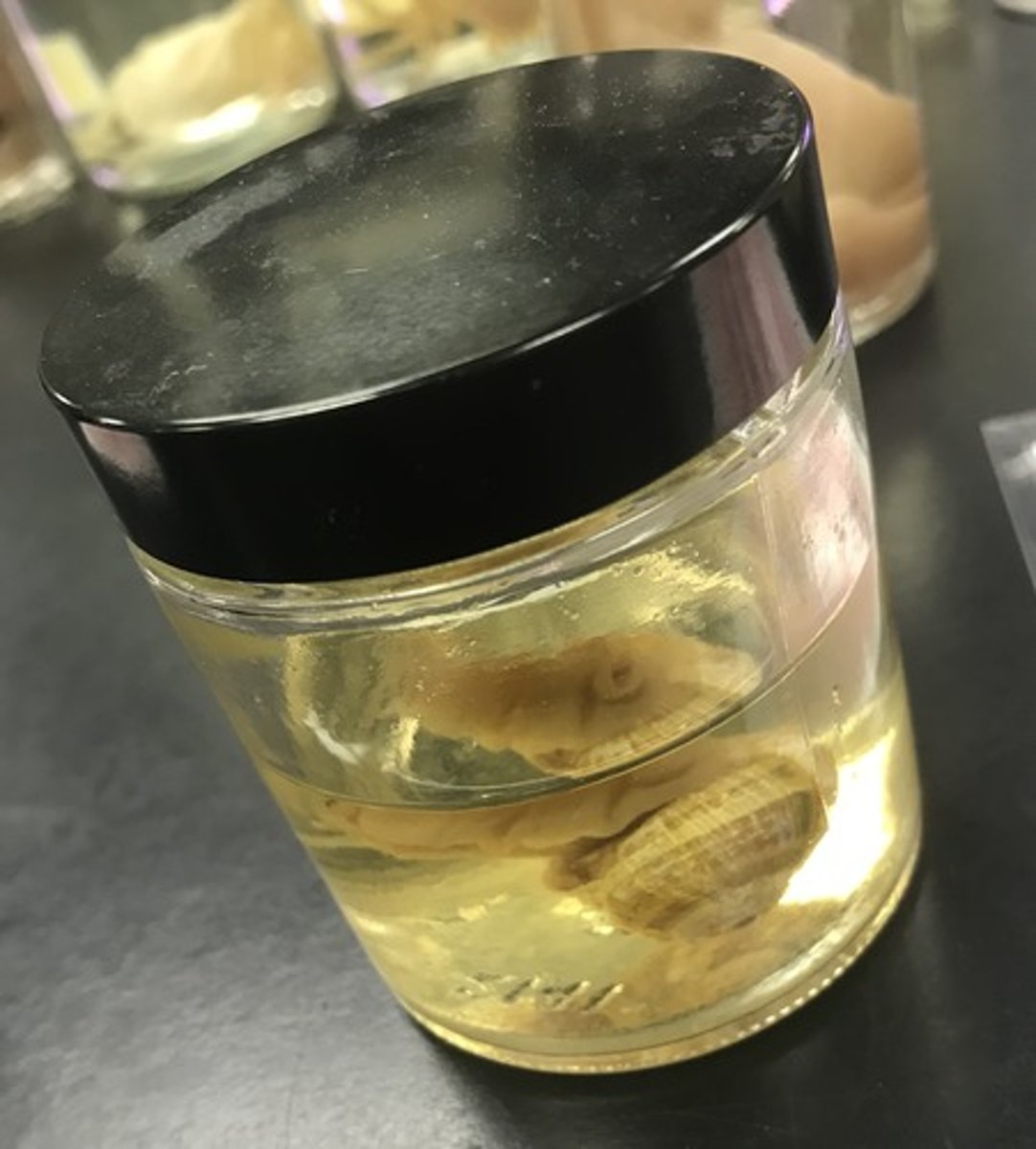 <p>For the following specimen(s), give the entire taxonomy and the name of the specimen(s)</p>