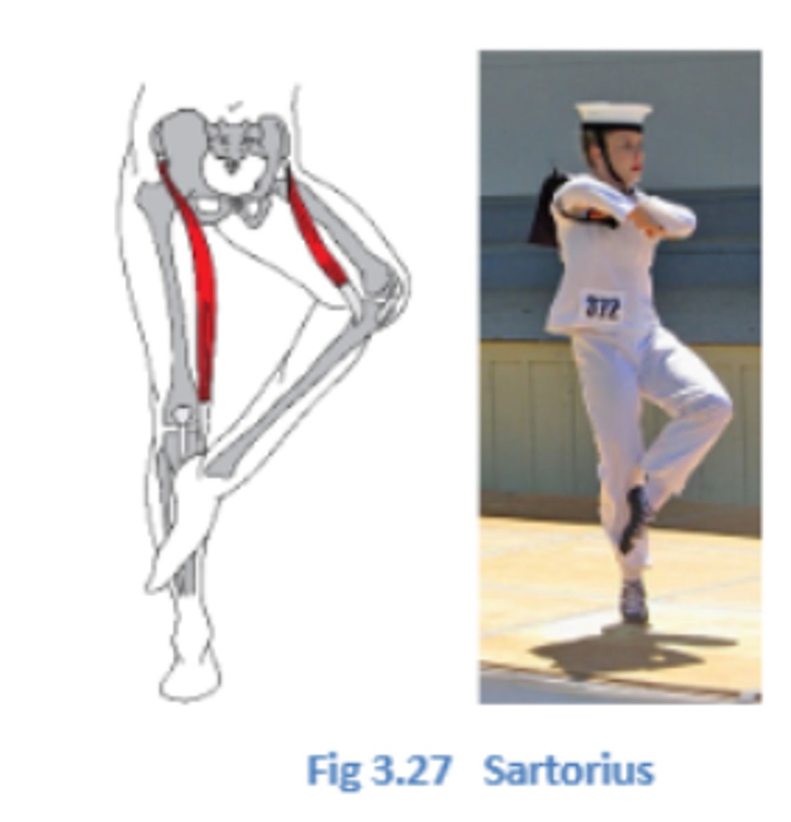 <p>- flexes knee</p><p>- flexes hip</p><p>- abducts &amp; laterally rotates thigh = crossing ur legs</p>