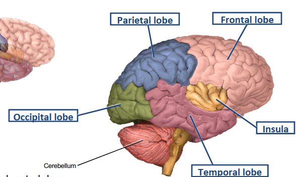 <p>Functional perspective — hemispheric lateralization.</p>