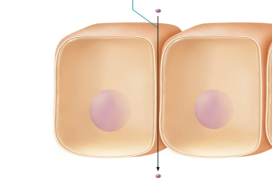 <ul><li><p>substances “leak” between cells in epithelial membrane</p></li><li><p>limited due to tight junctions that makes spaces between cells nearly impermeable</p></li><li><p>passes through narrow space between cells  </p></li></ul><p></p>
