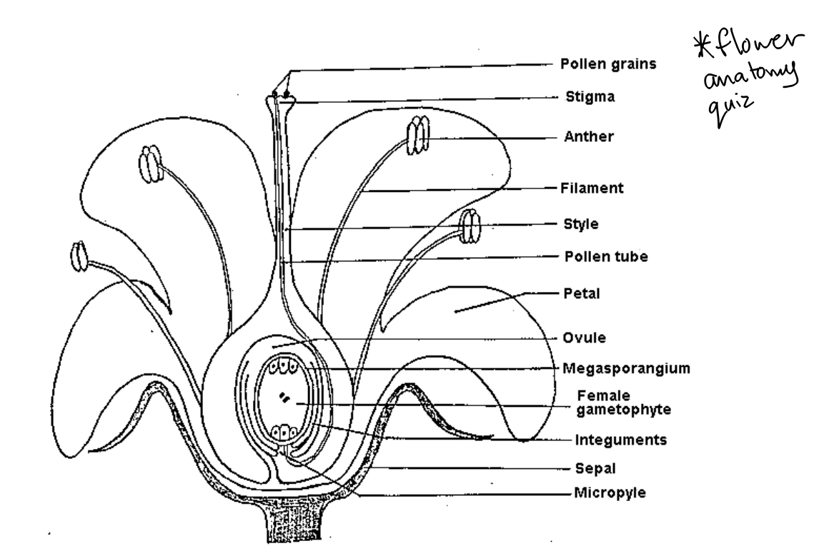 <p>Sexual reproduction in Flowering plants - The perianth</p>