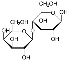 <p>Glucose + Galactose —&gt; Lactose + Water</p>