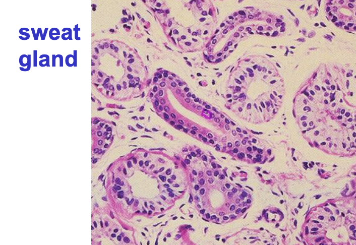 <p><strong>two or more layers of cube-shaped cells</strong></p><ul><li><p>The <strong>basal layer</strong> may be cuboidal or sometimes columnar.</p></li><li><p>The <strong>apical (surface) layer</strong> is distinctly <strong>cuboidal</strong>: square-shaped cells with round, centrally placed nuclei.</p></li></ul><p></p>