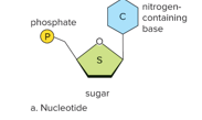 <ul><li><p>5 ring sugar</p></li><li><p>Phosphate group</p></li><li><p>Nitrogen base</p></li></ul><p></p>