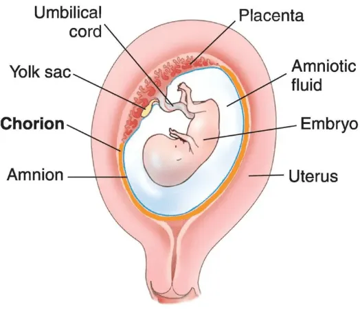<p>The fetal portion of the placenta</p>