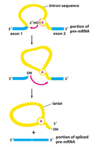 Cell Biology Exam 2 Flashcards | Knowt