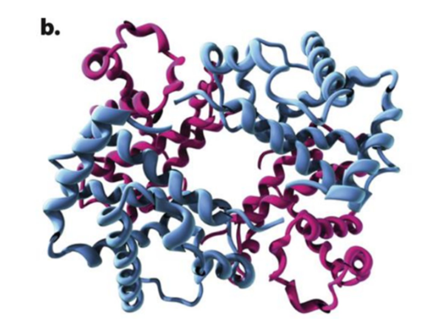 <p>made up of four subunits:<br>two copies of polypeptide depicted in magenta &amp; two copies of polypeptide depicted blue</p>