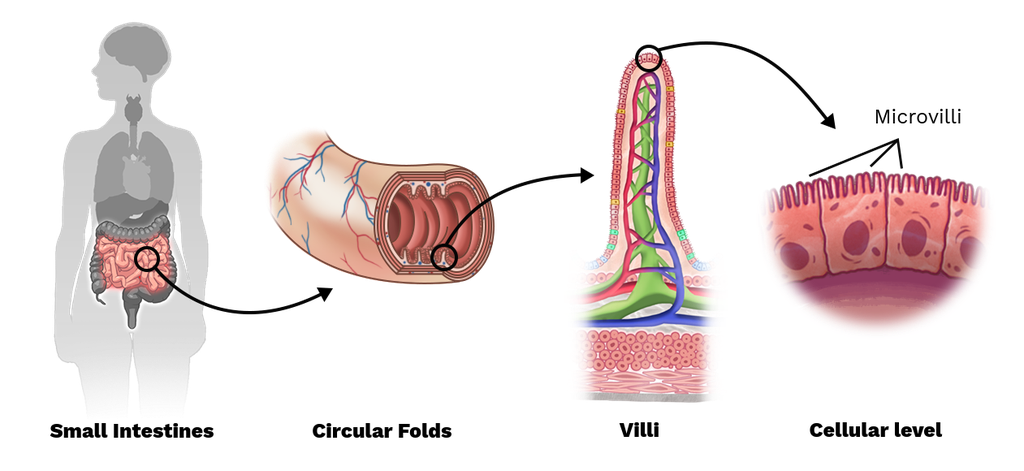<ol><li><p>arrangement of small intestine in <strong>Peaks &amp; Valleys</strong> </p></li><li><p>villi </p></li><li><p>microvilli </p></li></ol><p></p>