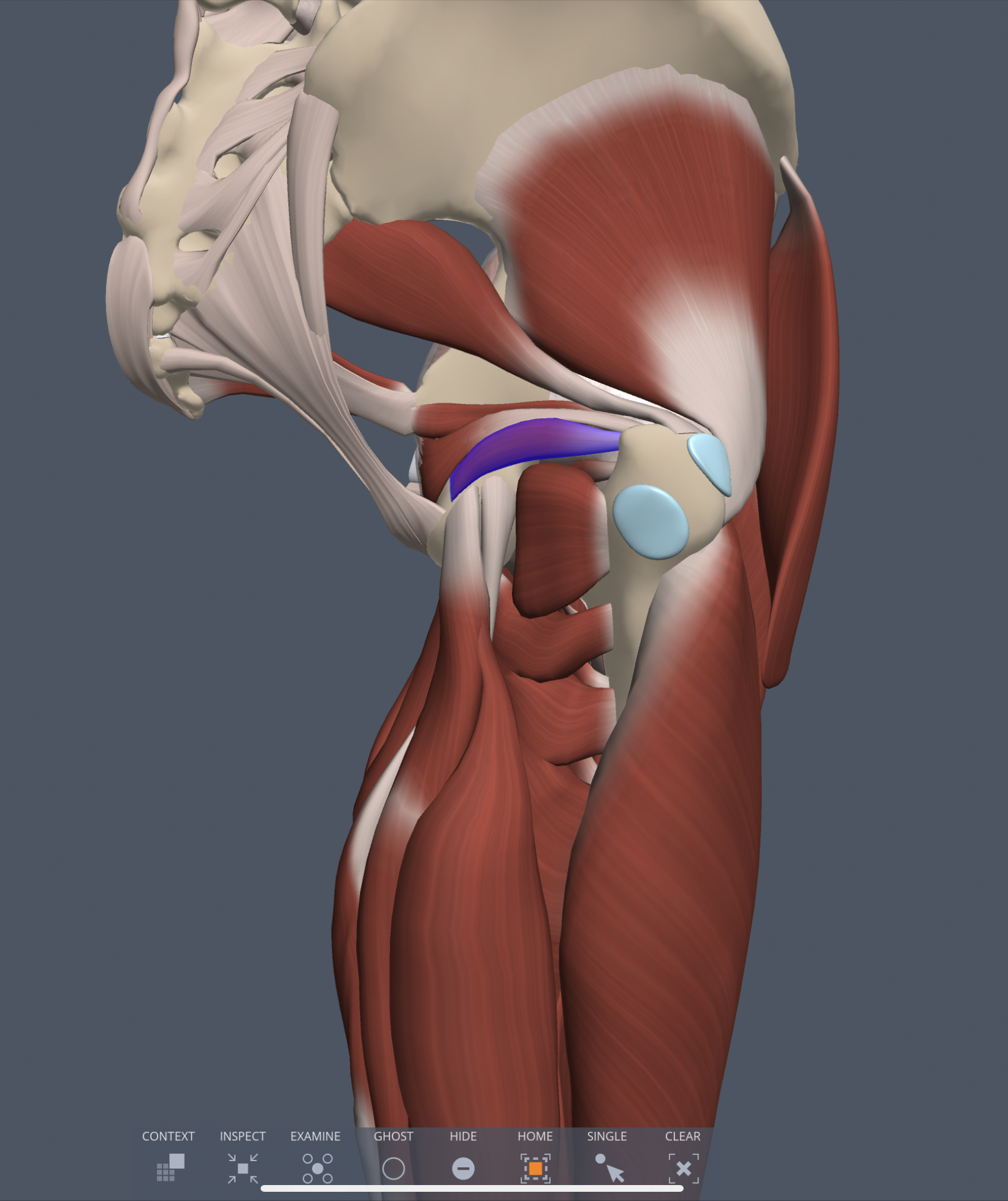 inferior gemellus innervation
