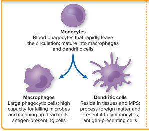 <p>Blood phagocytes that rapid leave the circulation, mature into macrophages and dendritic cells</p>