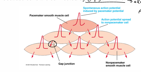 <ul><li><p>single-unit smooth muscles- respond to stimuli as a single unit bc cells are connected by gap junctions (allows current to flow to other cells)</p></li><li><p>multi-unit smooth muscles- respond to stimuli independently and have few gap junctions </p></li></ul><p></p>