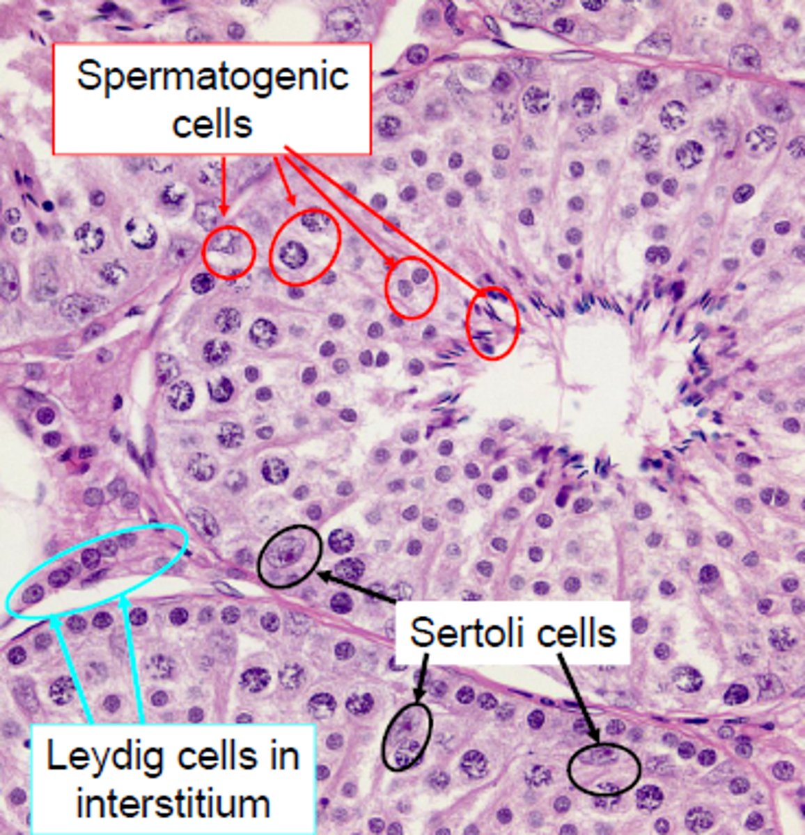 <p>produce testosterone</p><p>-located between the seminiferous tubules</p><p>-under influence of lutenizing hormone (LH)</p>