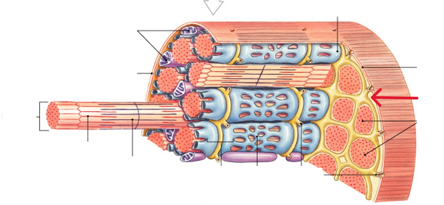 <p>Which part of the muscle fibers is:</p><ul><li><p>The cytoplasm of muscle cell</p></li></ul><p></p>