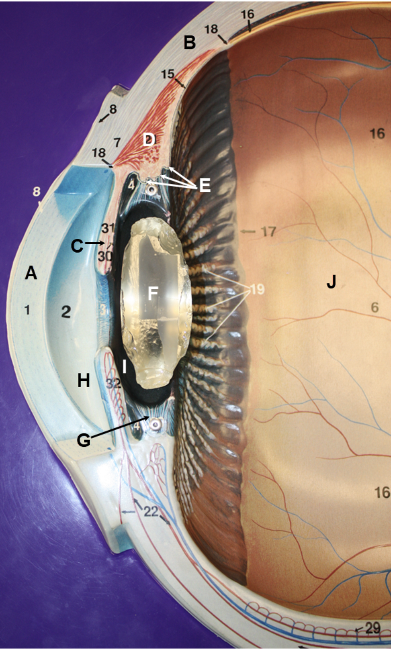 <p>In the image above, identify structures/parts of the eye wall A and B, structures C-G, and spaces H-J.&nbsp; For K, name the structure that consists of D and E together.&nbsp; For L, name the space that consists of H and I together.&nbsp;</p>