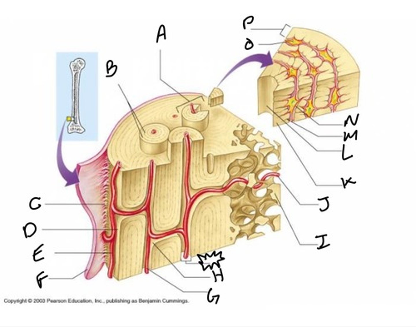 <p>Name I</p>