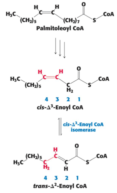 <p>When a <em>monounsaturated</em> is introduced for FAs degradation, what’s needed?</p>