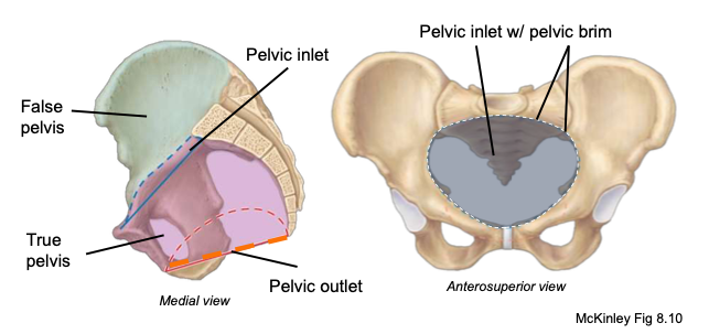 <p>space between pelvic and abdominal cavities (true and false pelves)</p>