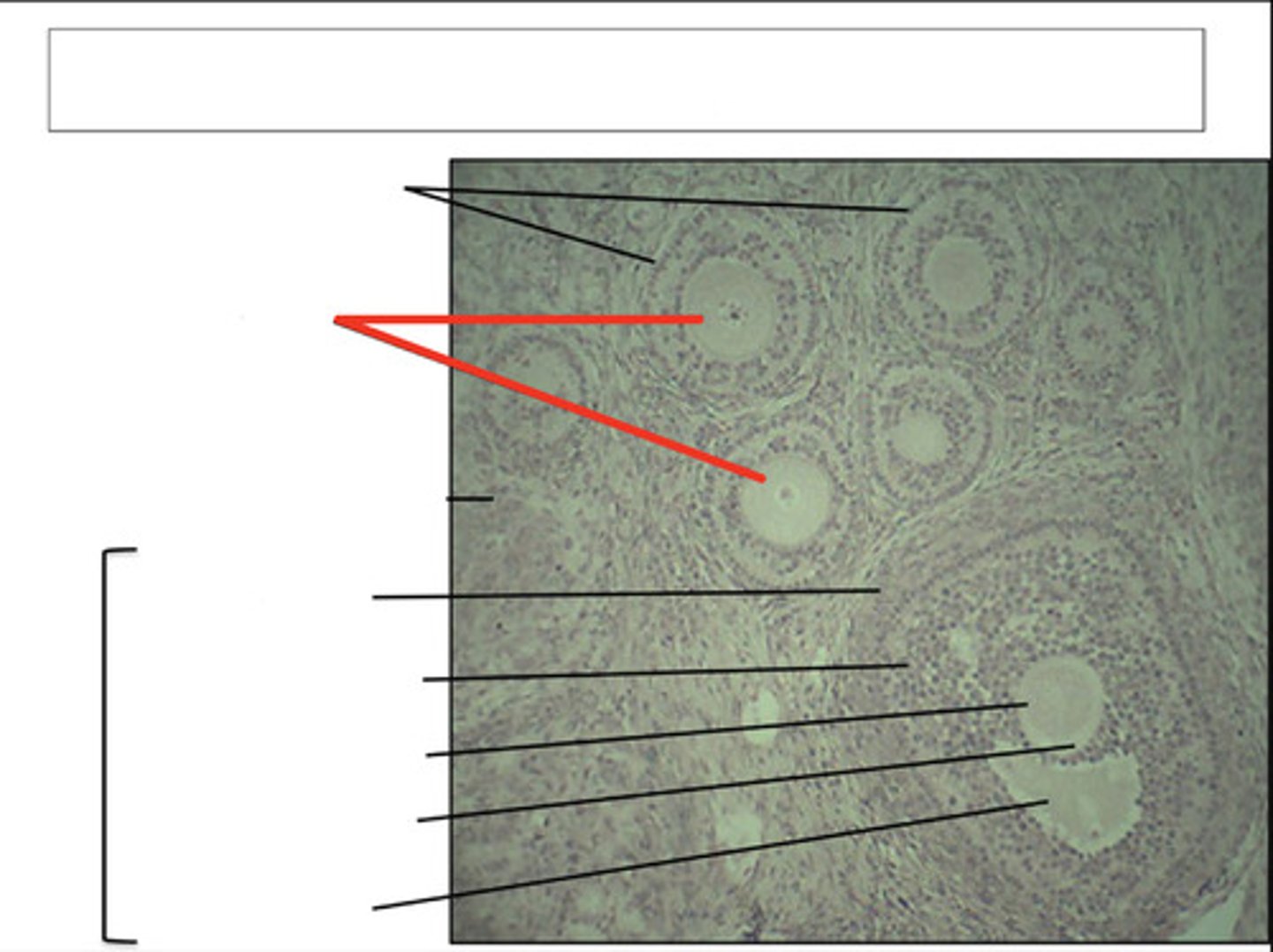 <p>identify this structure and organ</p>