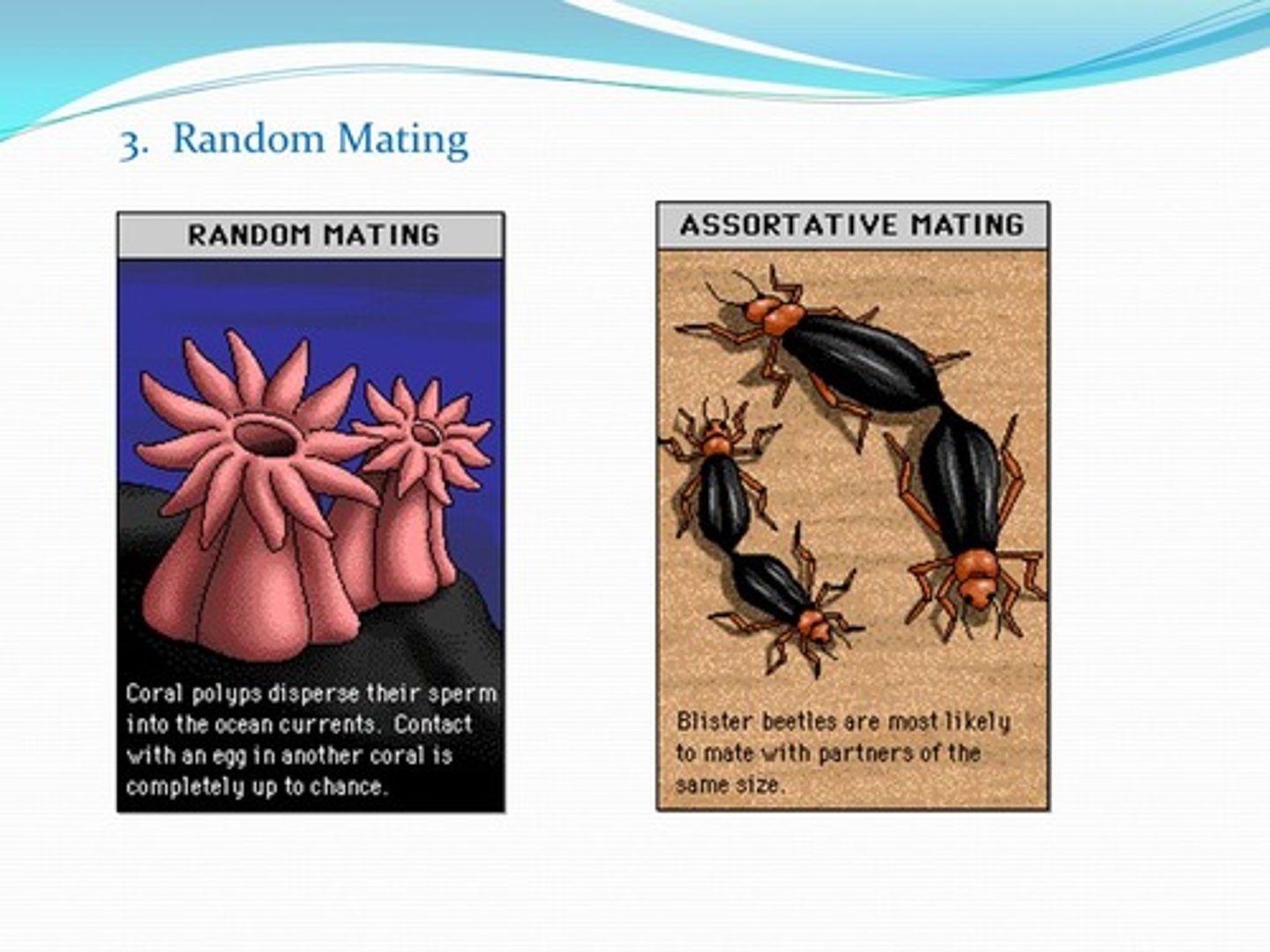<p>(A) Assortative mating</p><p>This is called assortative mating because individuals tend to choose mates similar to themselves.</p>