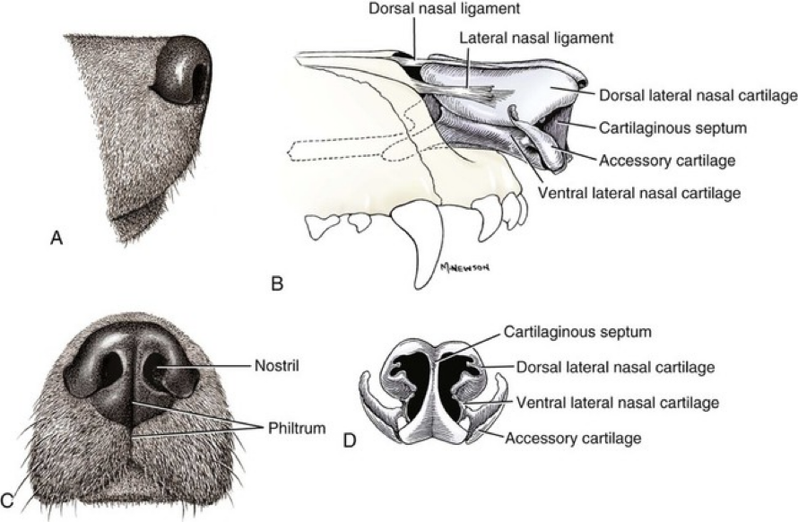 <p>• The nostrils lead to the <strong>nasal vestibule</strong></p><p>• The nasal vestibule extends beyond the bony skull - supported by series of <strong>cartilages</strong></p><ul><li><p>Cartilages are what give the visible nose and nostrils its structure</p></li></ul><p>• The cartilaginous <strong>nasal septum </strong>divides the vestibule into two separate passageways that lead into the nasal cavity (which is ALSO divided into left and right sides by the nasal septum)</p><p></p>