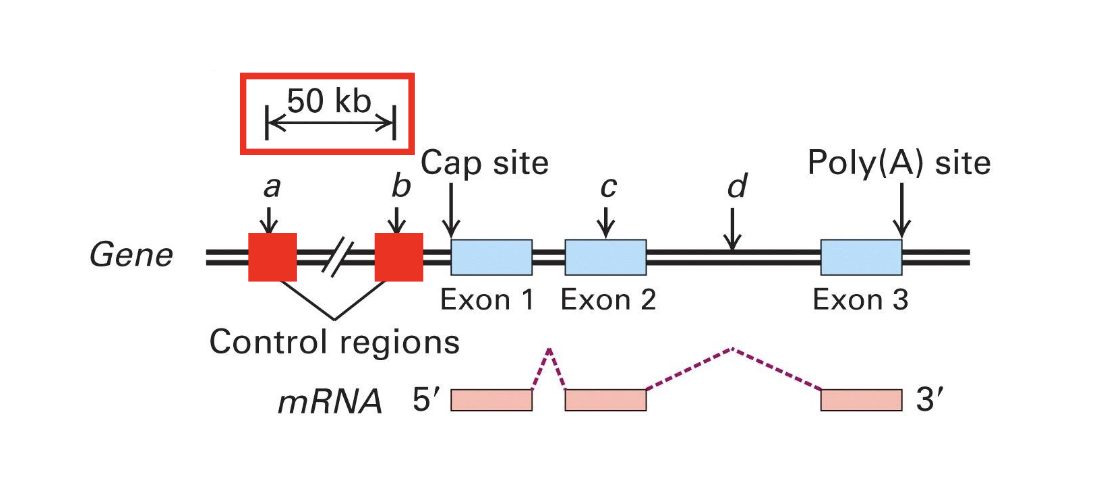 <p>promoter and cis- regulatory factors</p><ul><li><p>are found either upstream or downstream to coding regions</p></li><li><p>genes need these to control regions for transcription to occur&nbsp;</p></li></ul><p></p>