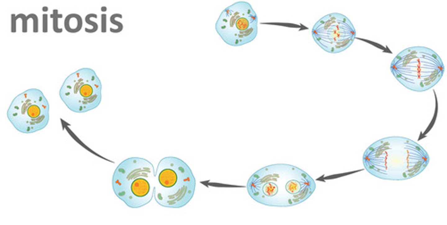 <p>mitosis</p>