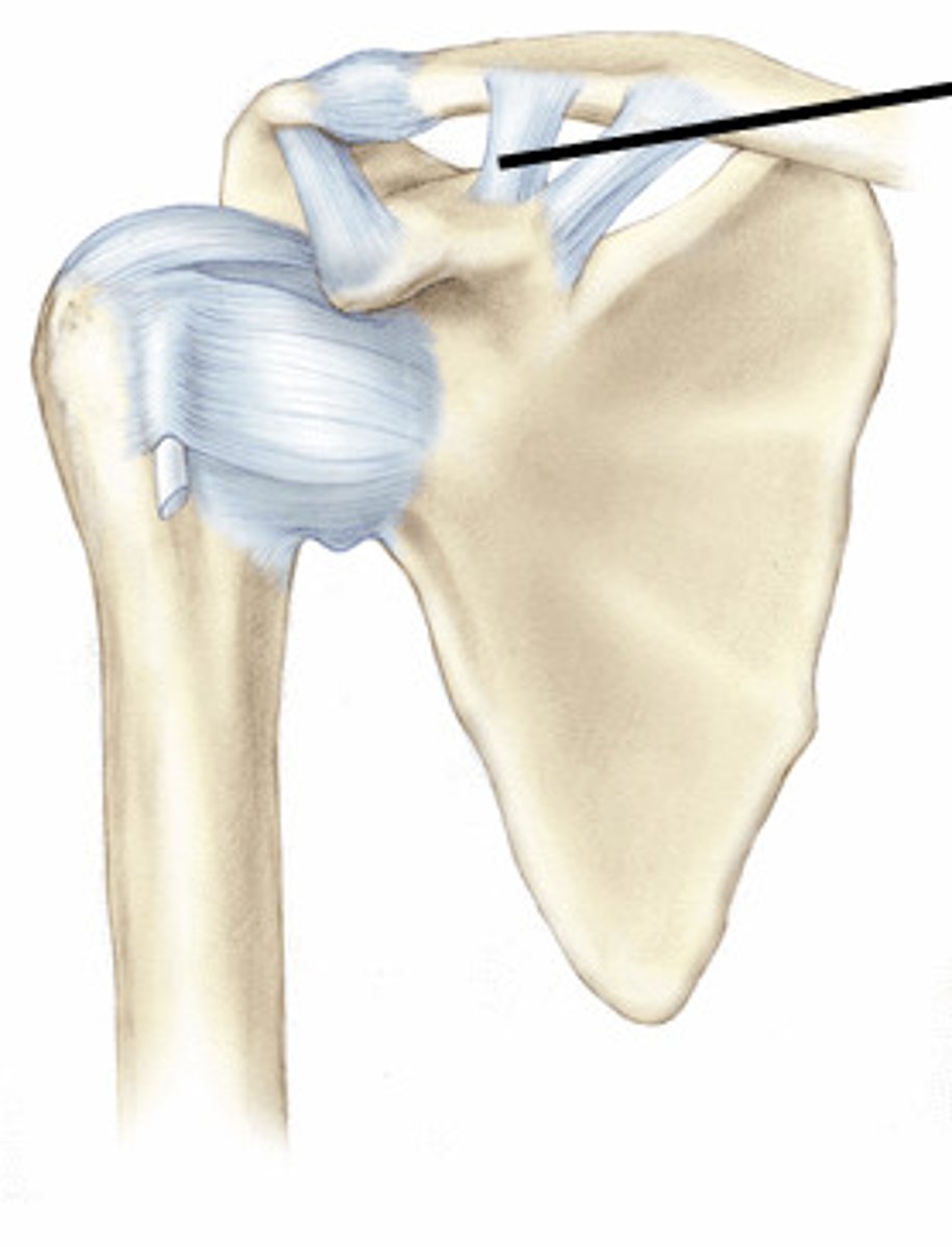 <p>lateral part of the coracoacromial ligament - attaches to coracoid process of scapula and trapezoid line of the clavicle</p>