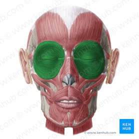 closes the eyelids and assists in pumping the tears from the eye into the nasolacrimal duct system