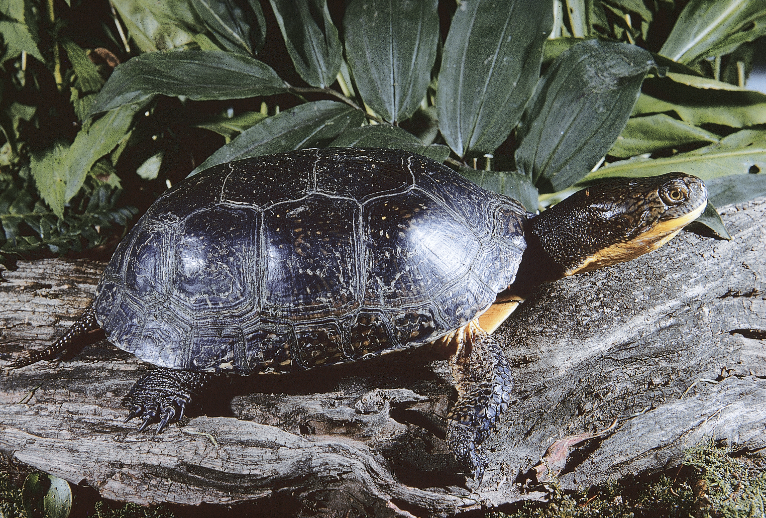 <p><span style="font-family: times new roman">Blanding's Turtle</span></p>