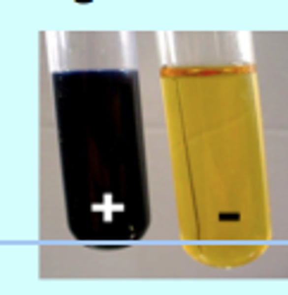 <p>tests for starch<br>yellow -----&gt; blue/black<br>(-) (+)</p>