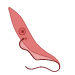<p>Trypanosoma Brucei Gambiese: Epimastigote</p>