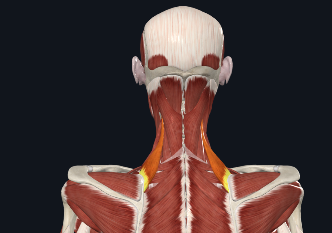 <p>origo: tuberculum posterior processus transversus C1-C4</p><p>insertie: angelus superior scapulae</p>